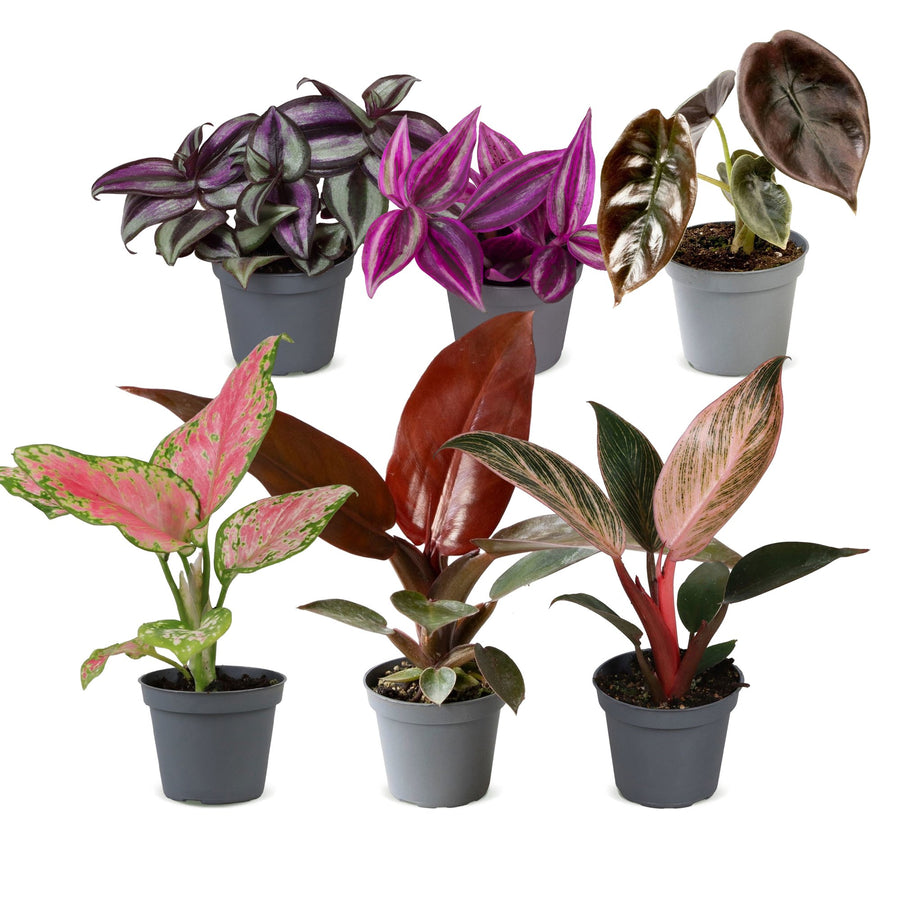 Baby Paradise Mix (6 Pflanzen, Topf ø6 cm)
