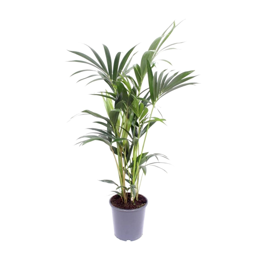 Kentiapalm (Howea forsteriana) 75 cm hoog, pot ø17 cm