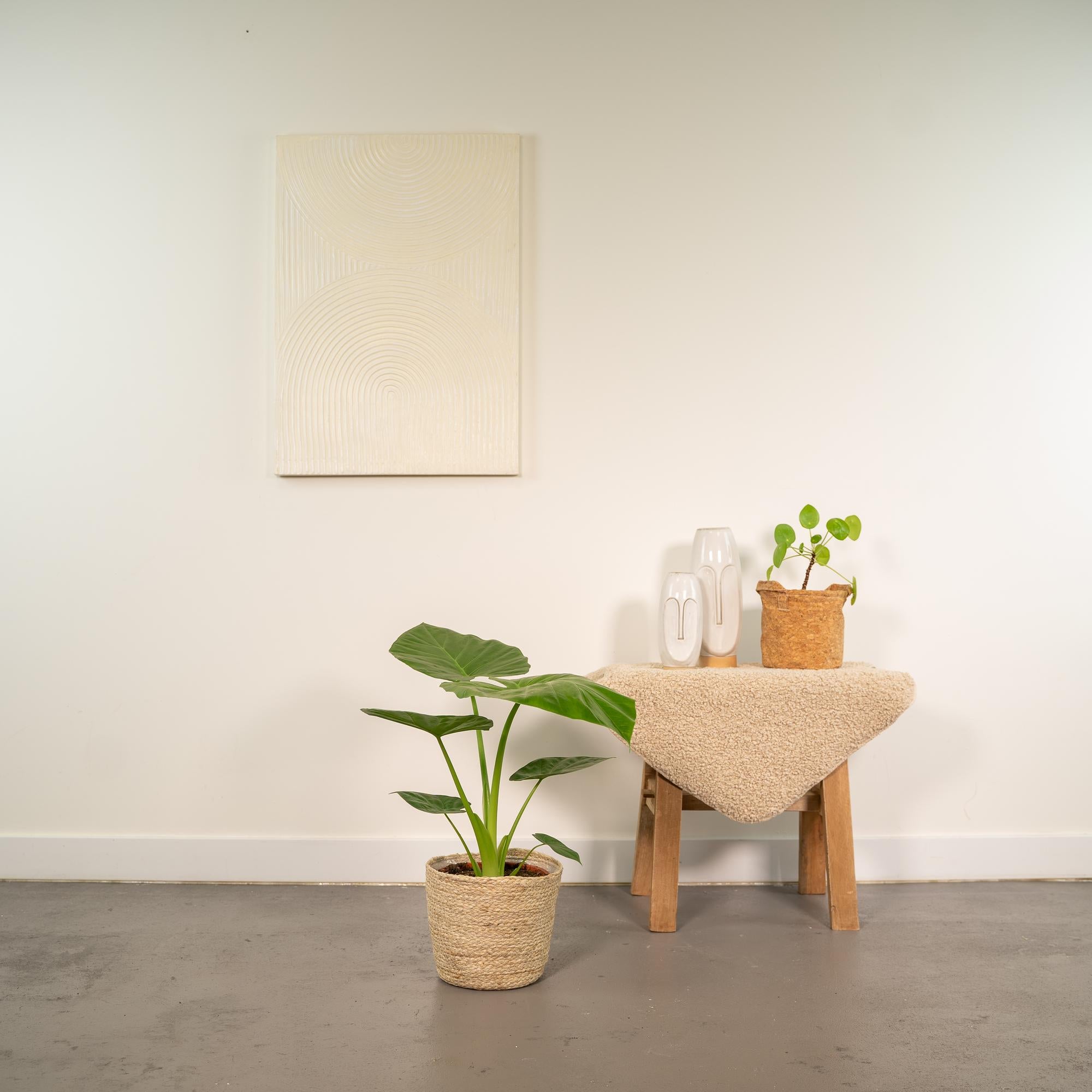 Alocasia Macrorrhiza (olifantsoor) 70 cm hoog met mand Selin