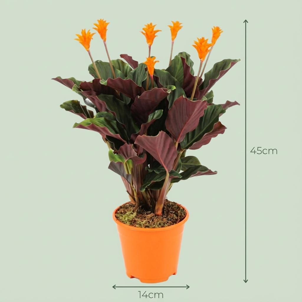Calathea crocata (pauwplant) 45 cm hoog, pot ø14 cm, set van 2