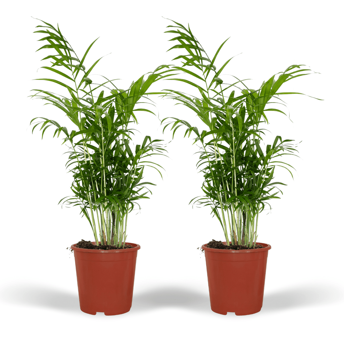 Mexicaanse bergpalm (Chamaedorea elegans)