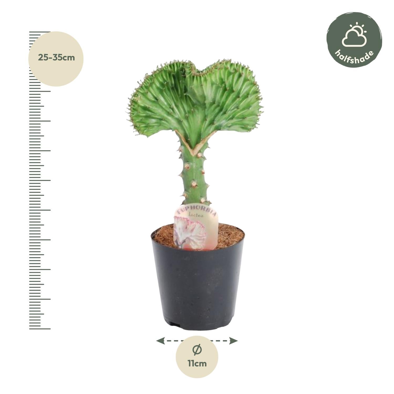Euphorbia lactea Cristata groen ,5 30cm - ø11