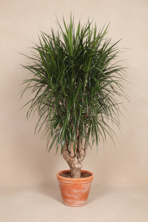 Drageblodstræ forgrenet (Dracaena marginata) 190 cm høj, potte ø40-45 cm
