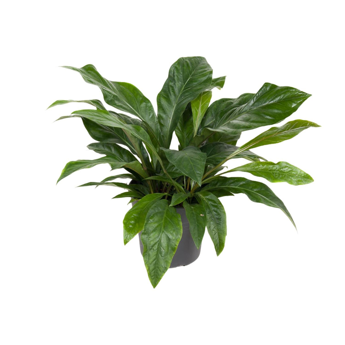 Flamingoplant (Anthurium 'Jungle Bush')