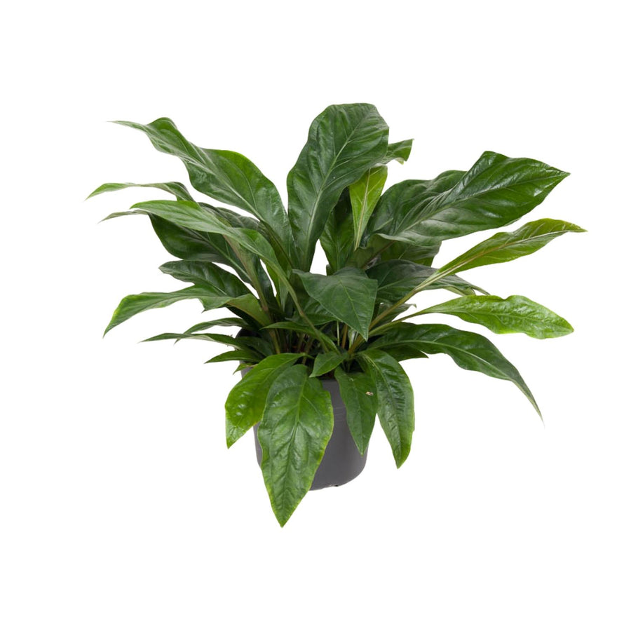 Flamingoplant (Anthurium 'Jungle Bush') 70 cm hoog, pot ø30 cm