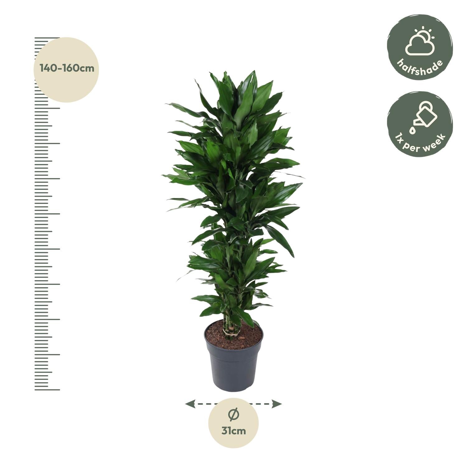 Drakenbloedboom Janet Lind vertakt (Dracaena) 120 cm hoog, pot ø27 cm