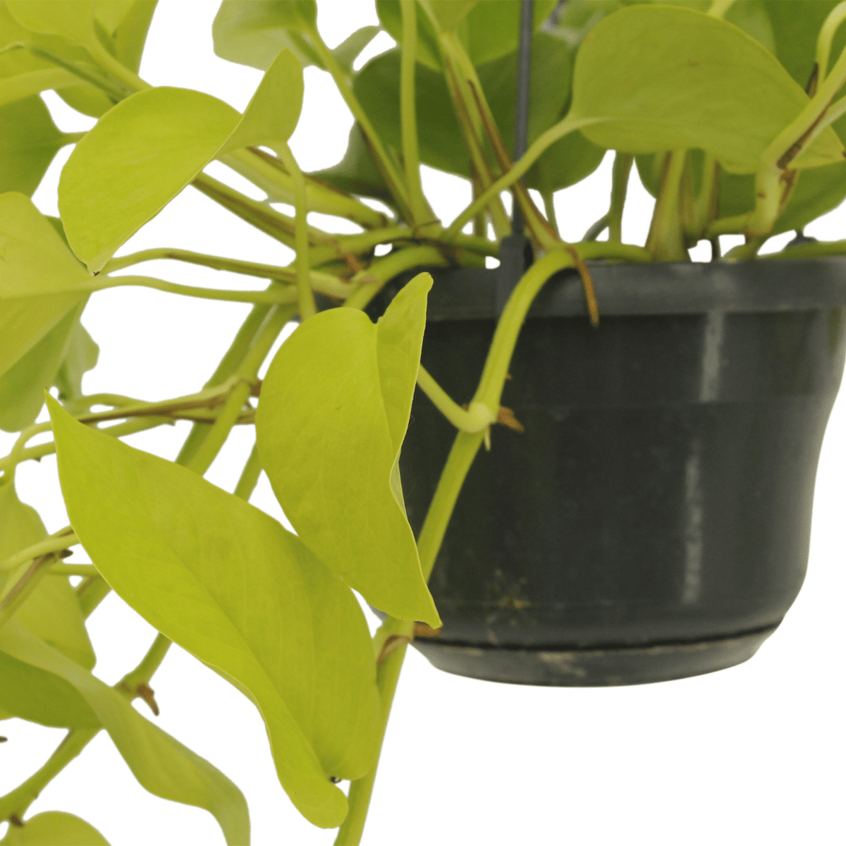 Epipremnum aureum 'Golden Pothos'