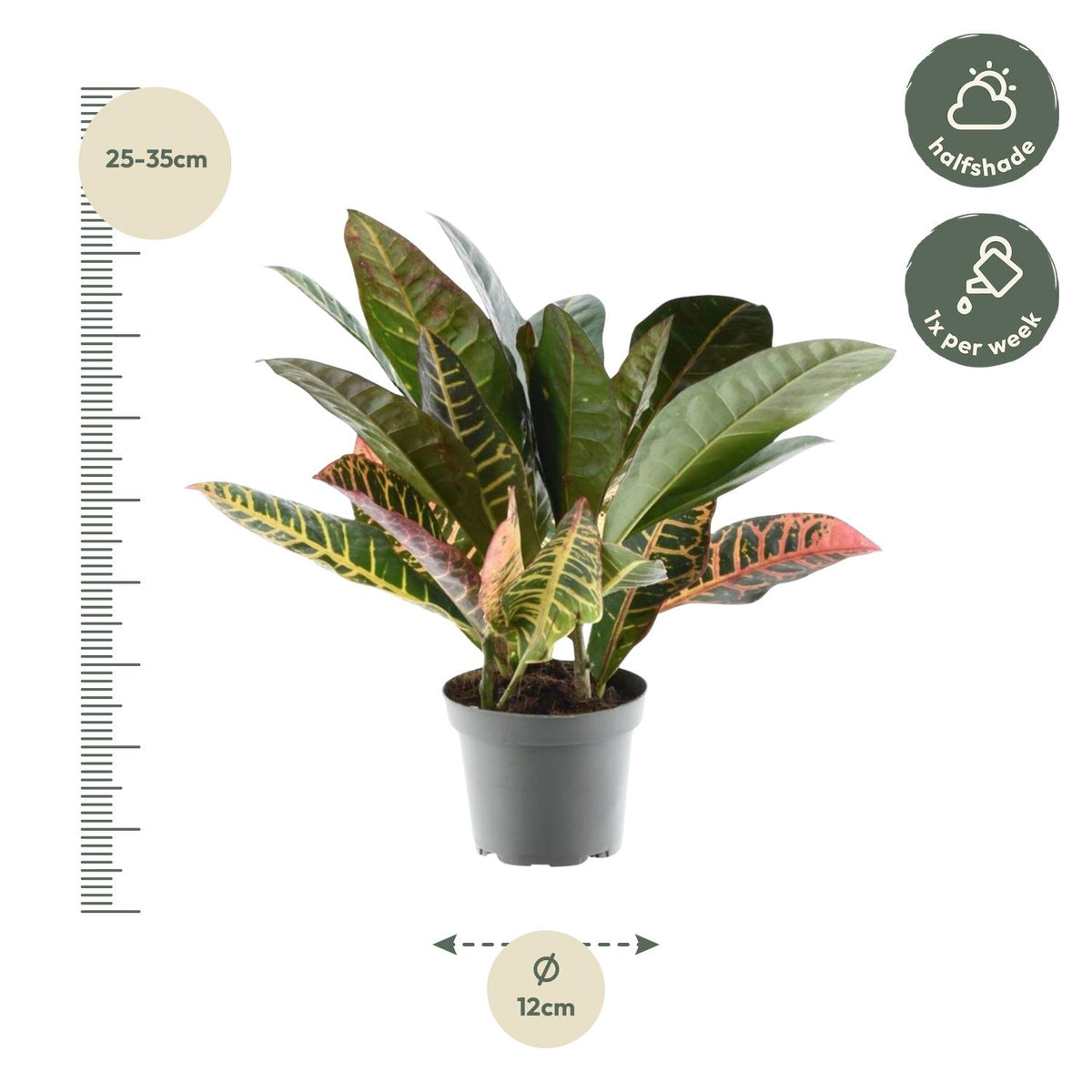 Croton (Codiaeum variegatum 'Petra')