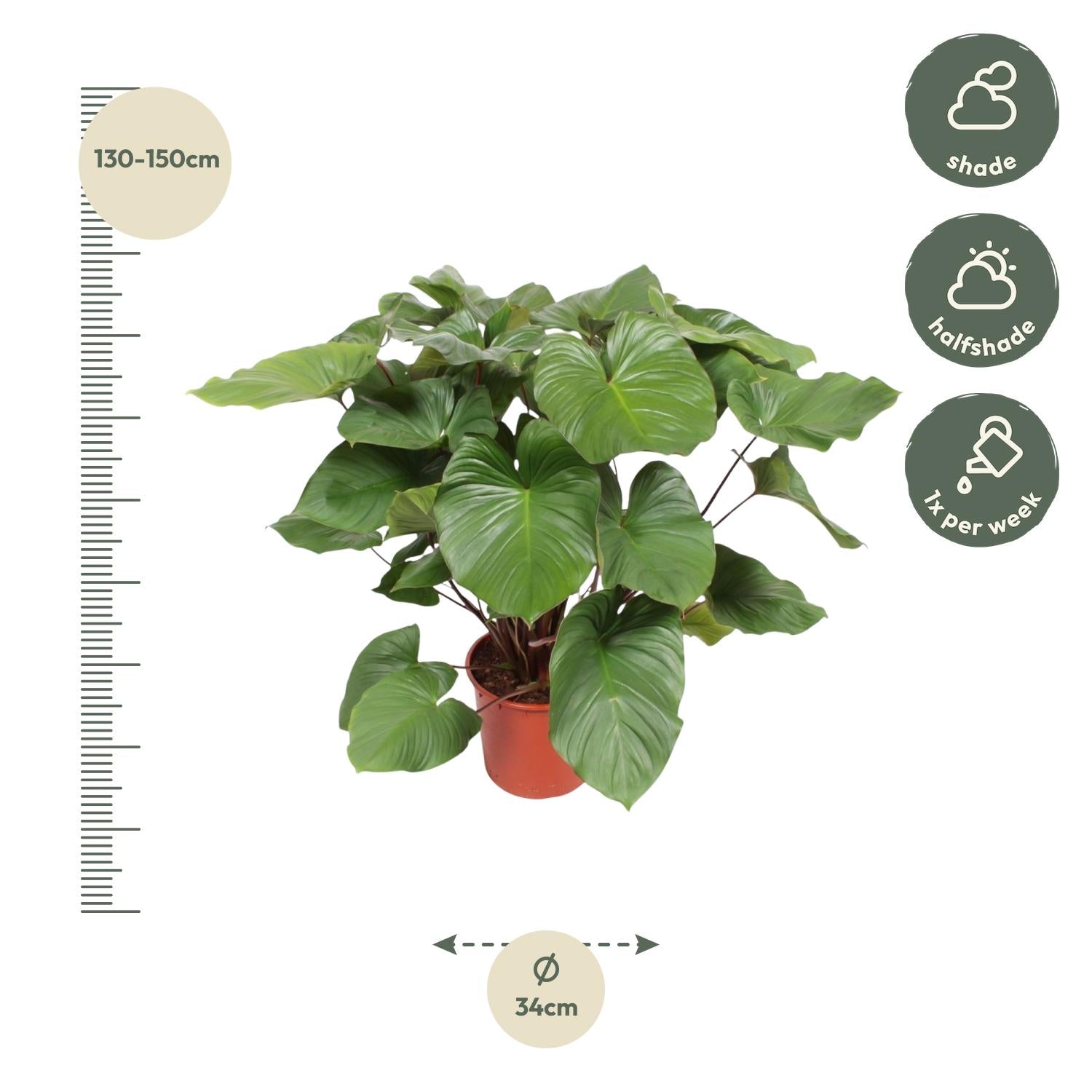 Homalomena Rubescens Maggy - 130 cm - ø34 - XXLplant