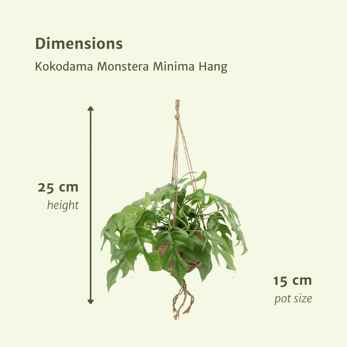 Monstera minima w wiszącej kokedamie