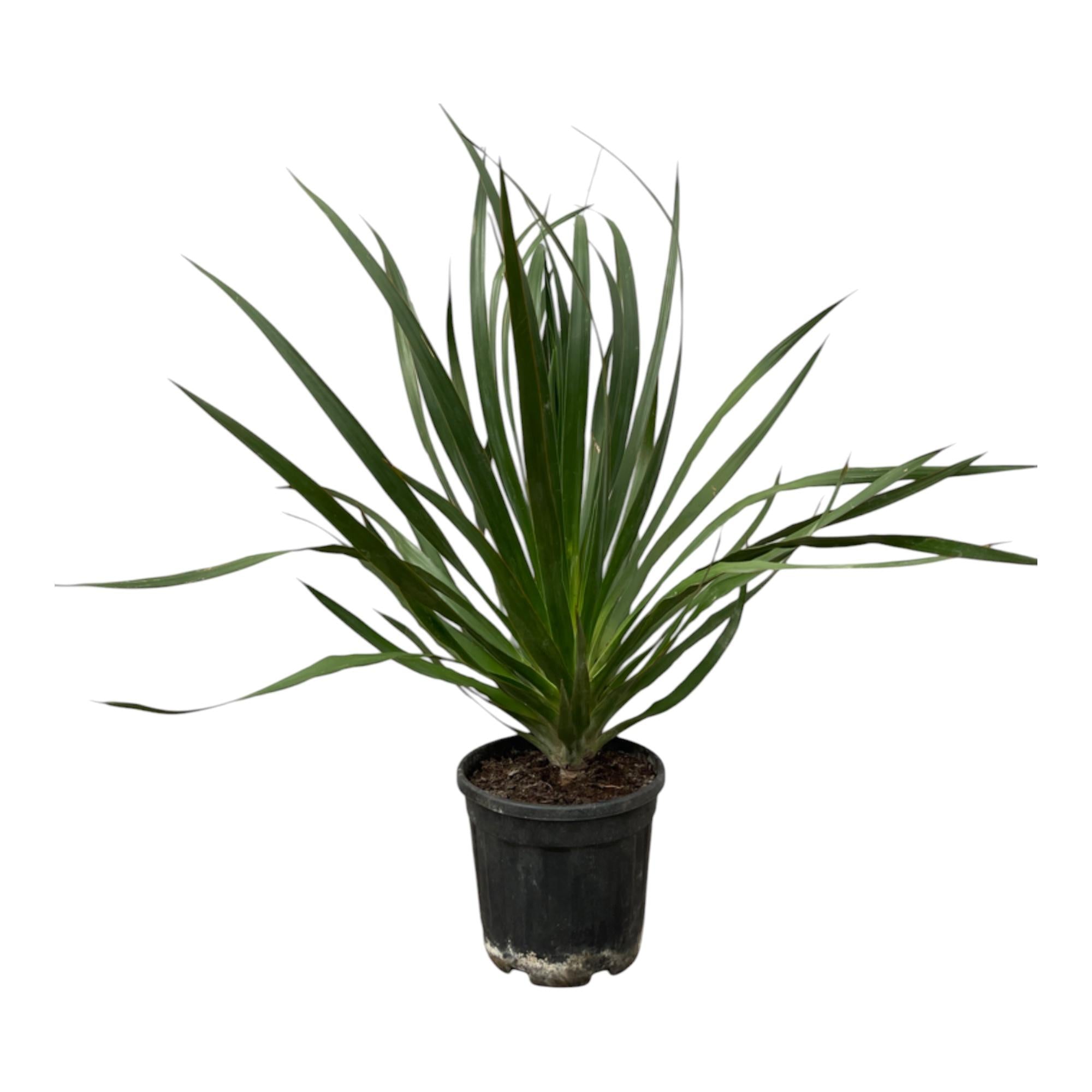 Drakenbloedboom (Dracaena draco) 100 cm hoog, pot ø24 cm