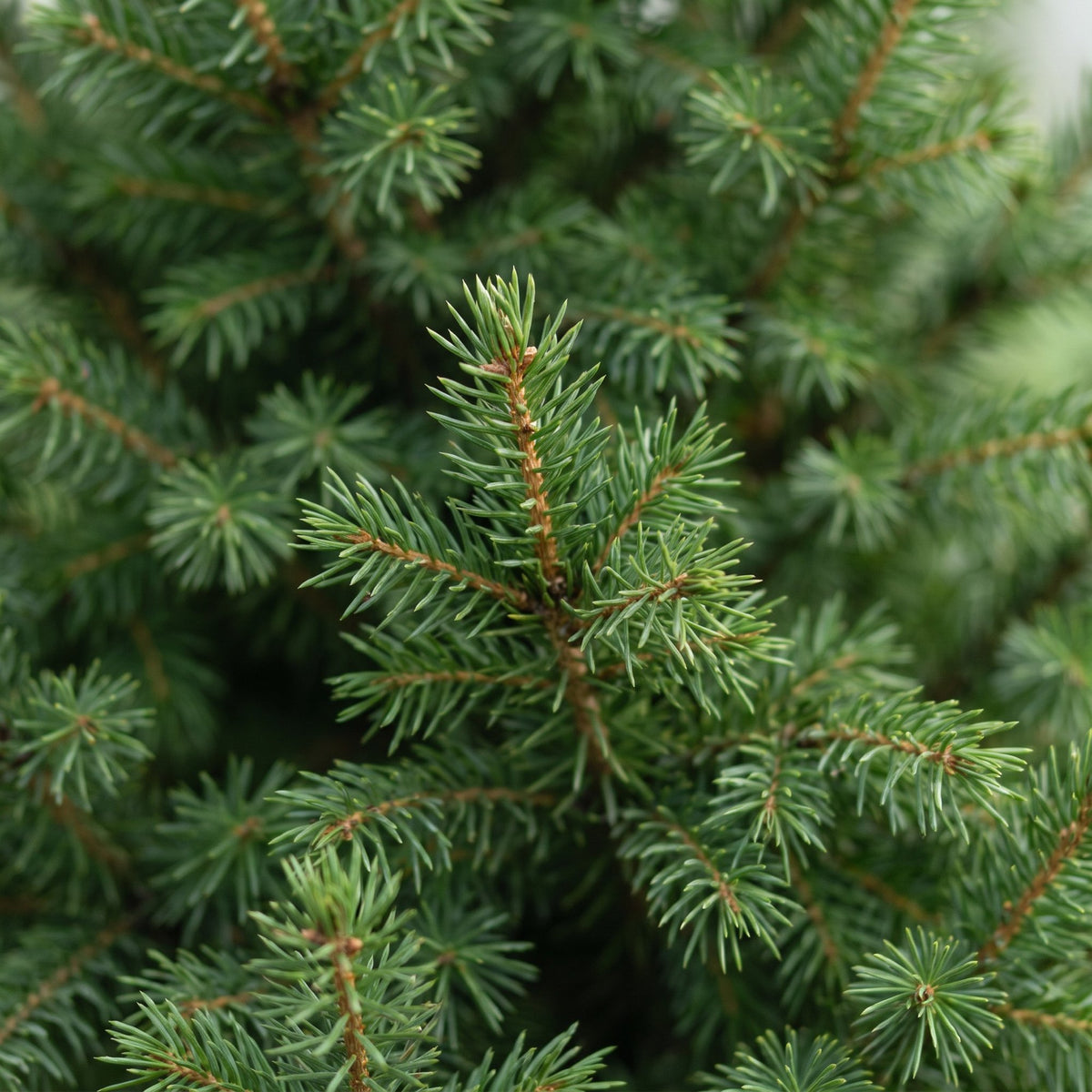 Kegelspar (Picea glauca 'Conica')