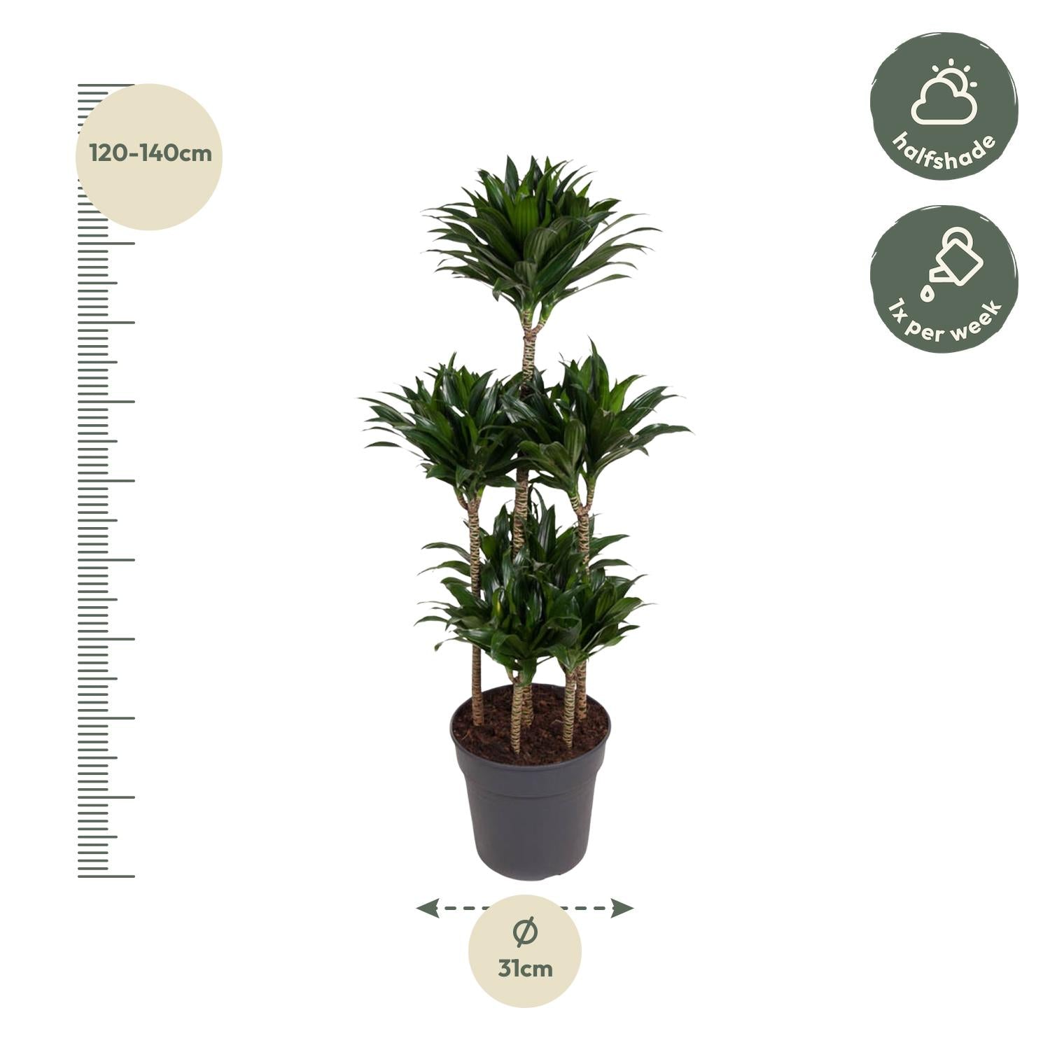 Dracaena Compacta Carrousel (drakenbloedboom) 130 cm hoog, pot ø31 cm