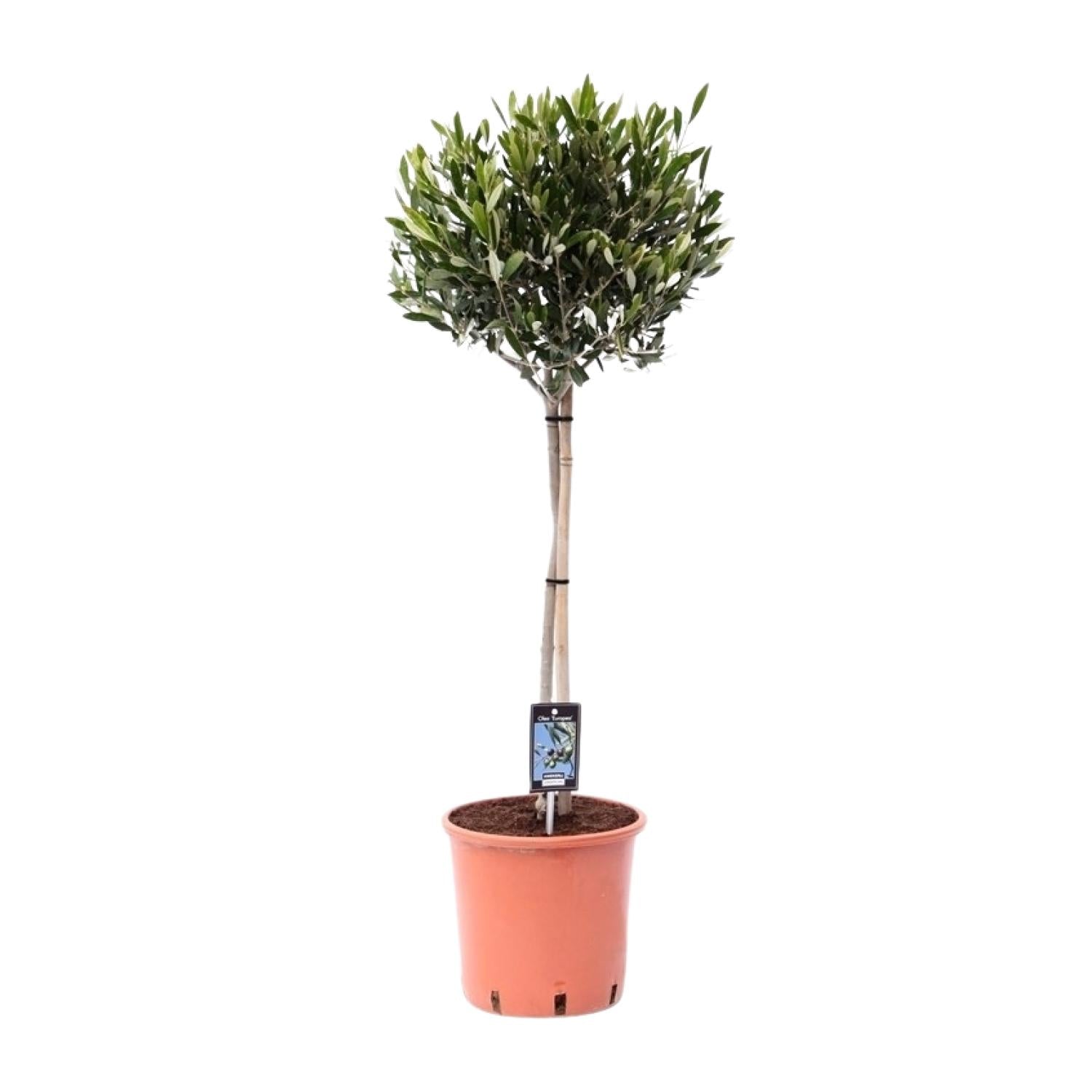 Olijfboom (Olea europaea) 100 cm hoog, pot ø22 cm