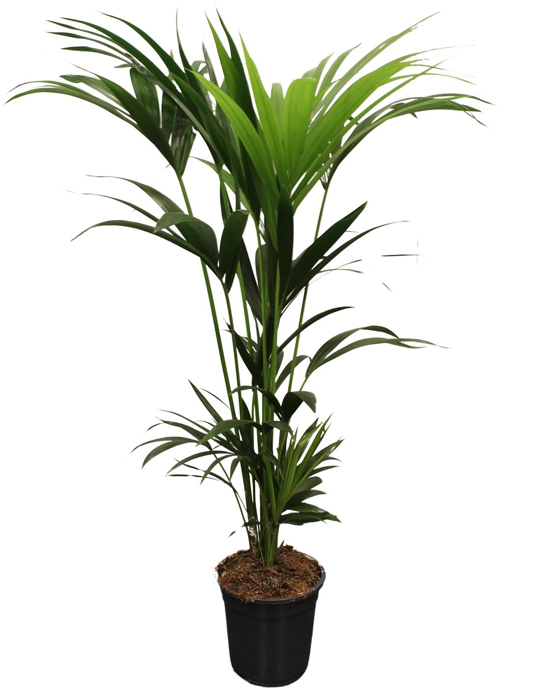 Howea forsteriana