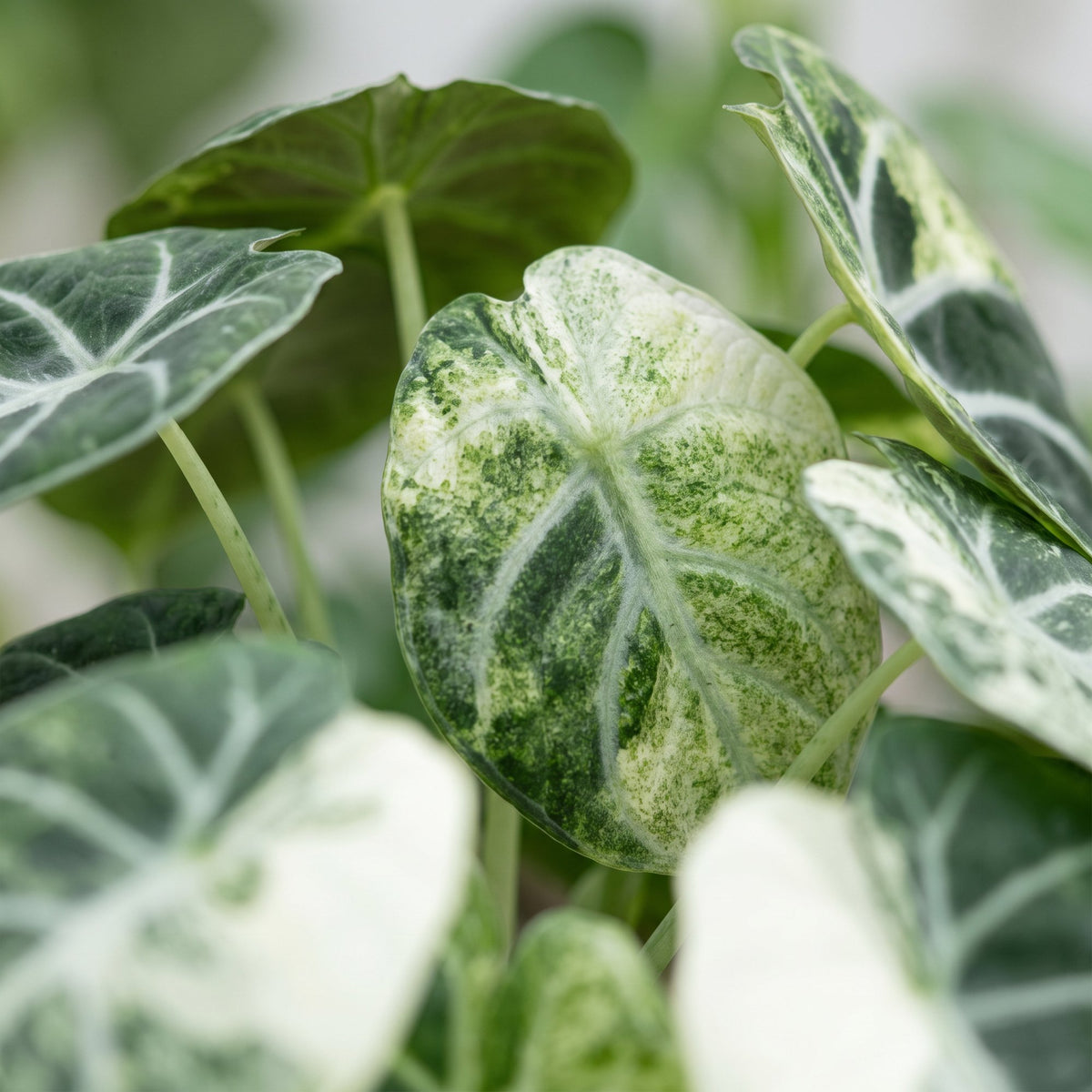 Alokazja 'Ninja Variegata' 5 cm wysokości, doniczka ø6 cm
