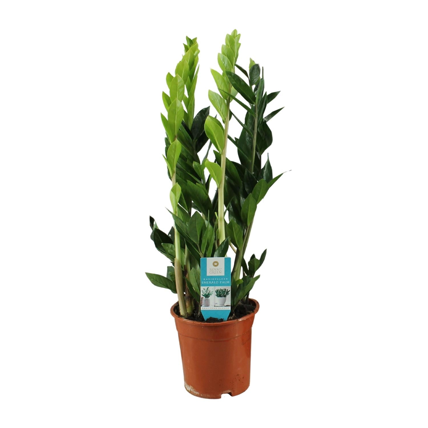 Zamioculcas zamiifolia 65 cm hoog, pot ø17 cm