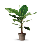 Bananenplant (Musa) 140cm - ø27