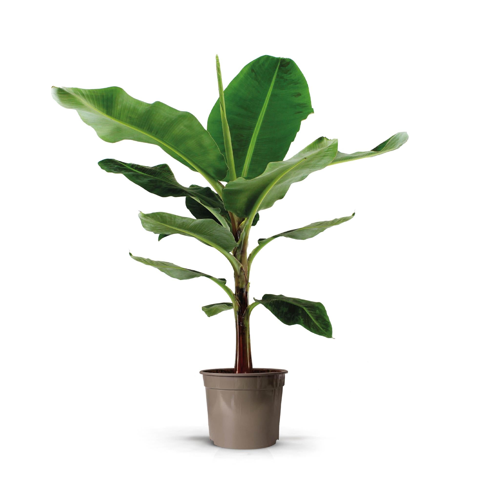 Bananenplant (Musa) 140cm - ø27