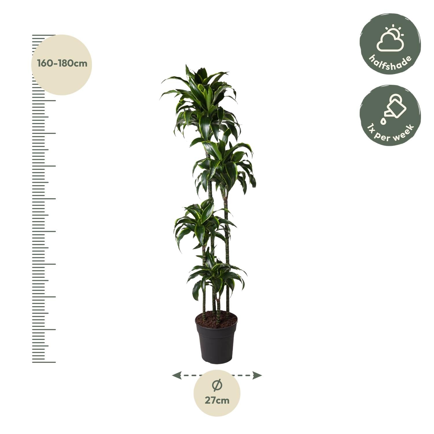 Dracaena Dorado 170cm - ø27