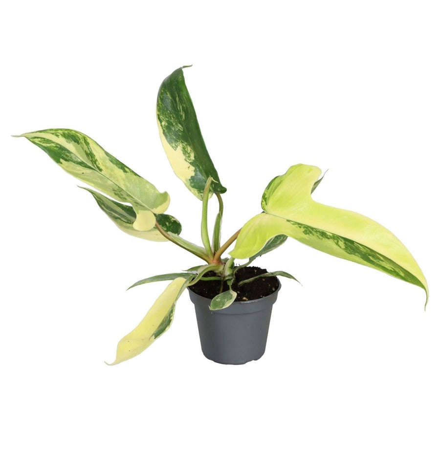 Philodendron 'Florida Beauty' 13 cm hoog, pot ø6 cm