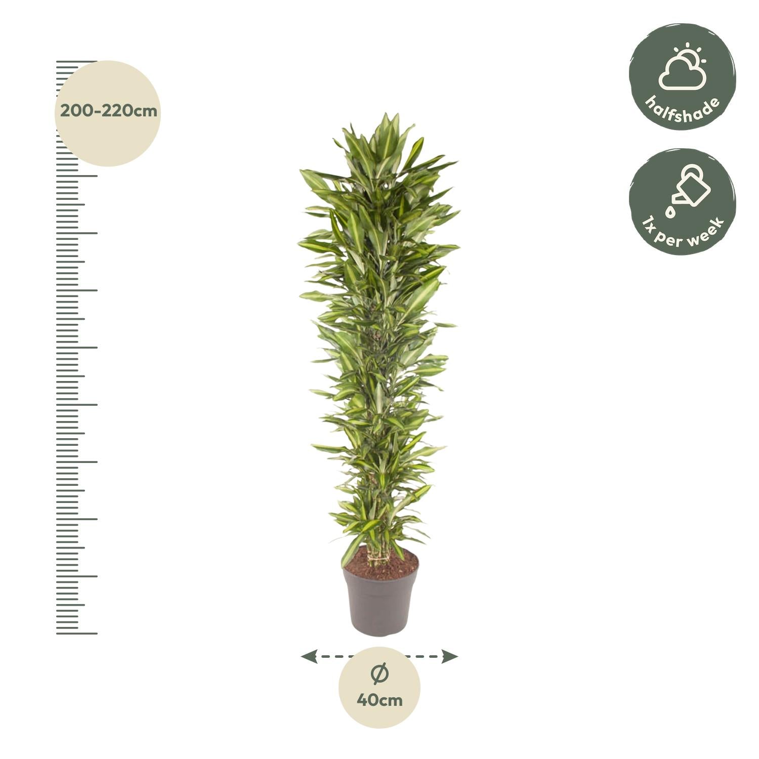 Dracaena Cintho vertakt (drakenbloedboom) 210 cm hoog, pot ø40 cm