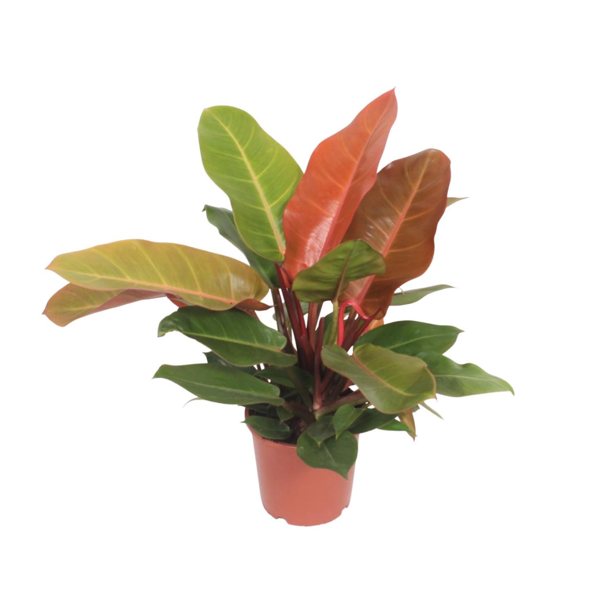 Philodendron 'Prince of Orange'