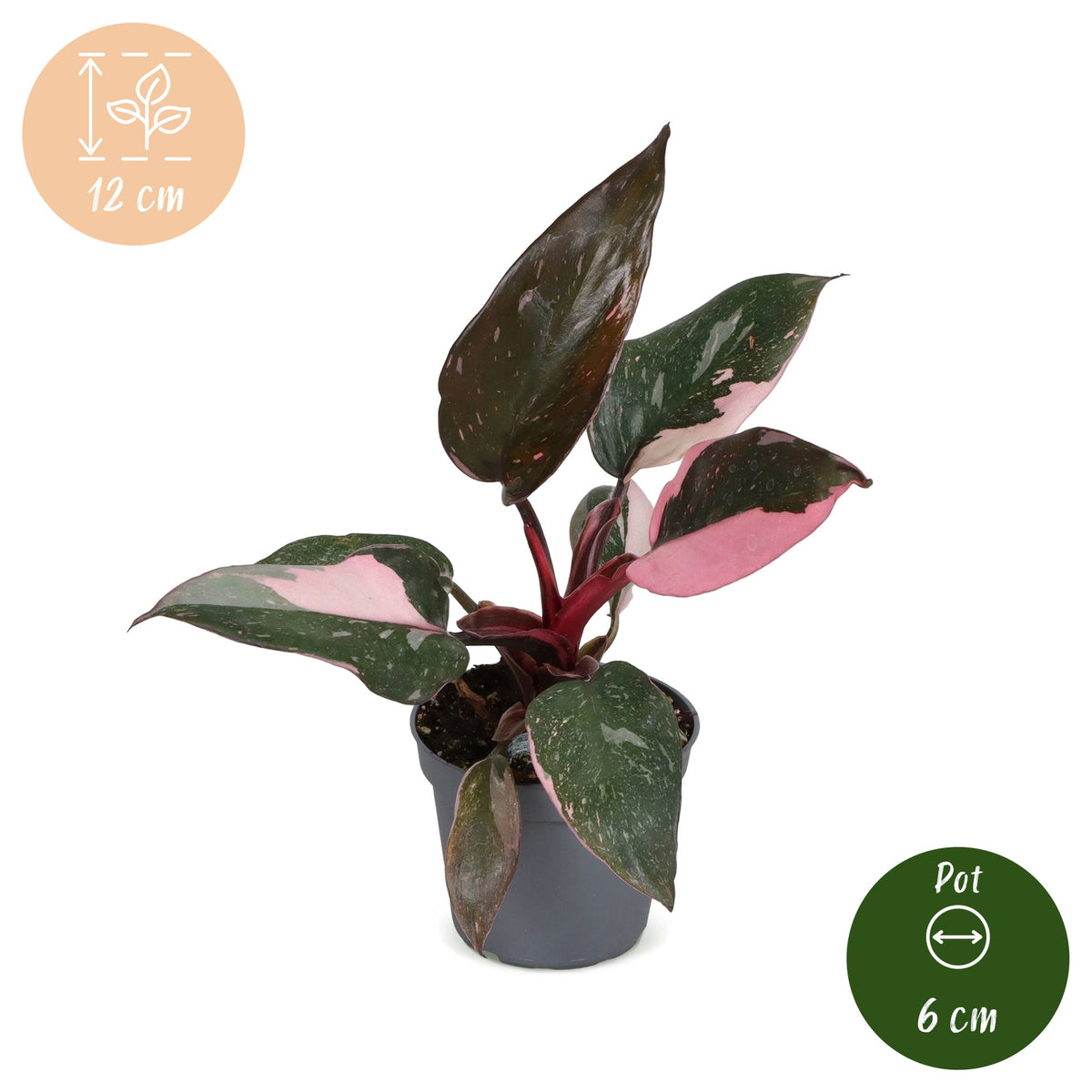 Philodendron 12 cm hoch, Topf ø6 cm