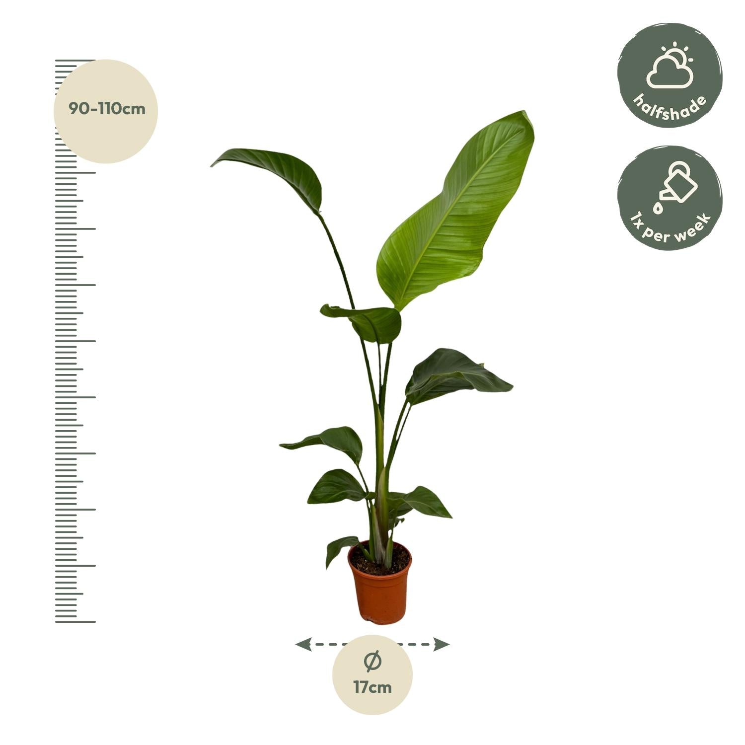 Witte paradijsvogel (Strelitzia nicolai) 100 cm hoog, pot ø17 cm, set van 2