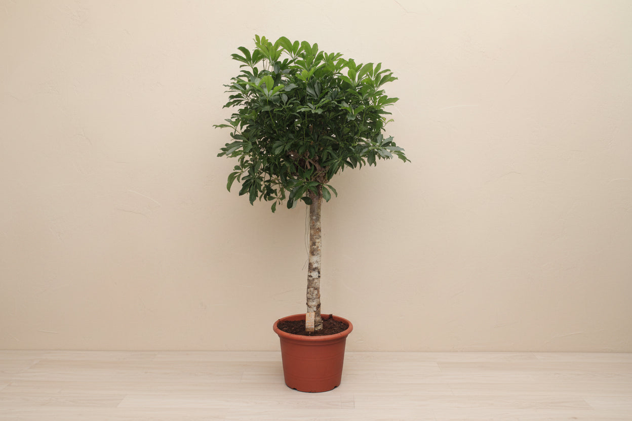Schefflera Arboricola Compacta tree - 180 cm - ø35