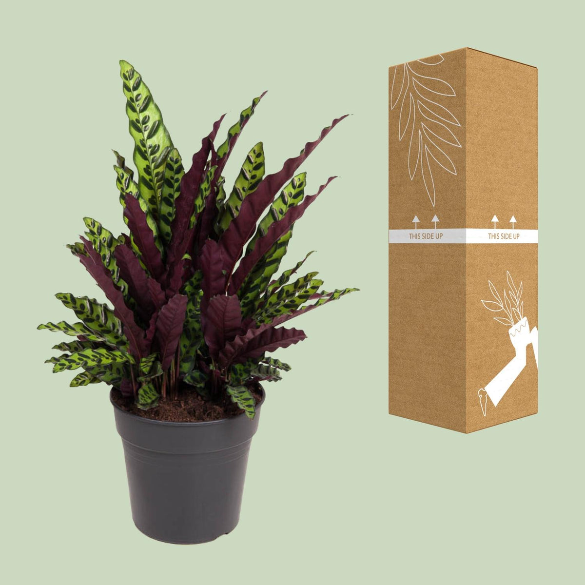 Calathea alta 70 cm, vaso ø27 cm