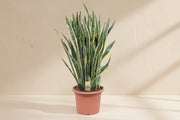 Sansevieria Laurentii (Vrouwentong) op 100cm — XXLplant