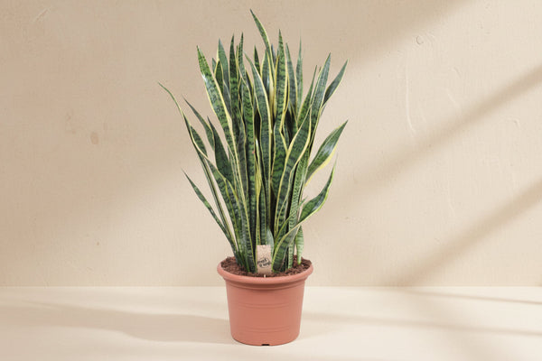 Sansevieria Laurentii (dametunge) 100 cm høj, potte ø35 cm