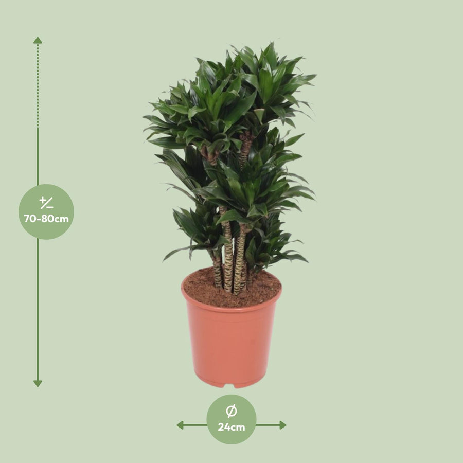 Drakenboom (Dracaena fragrans 'Compacta') 80 cm hoog, pot ø24 cm