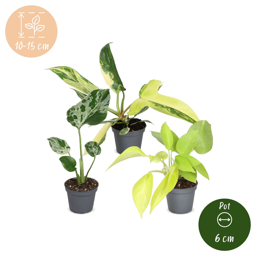 Baby Tropical Mix (3 rośliny, doniczka ø6 cm)