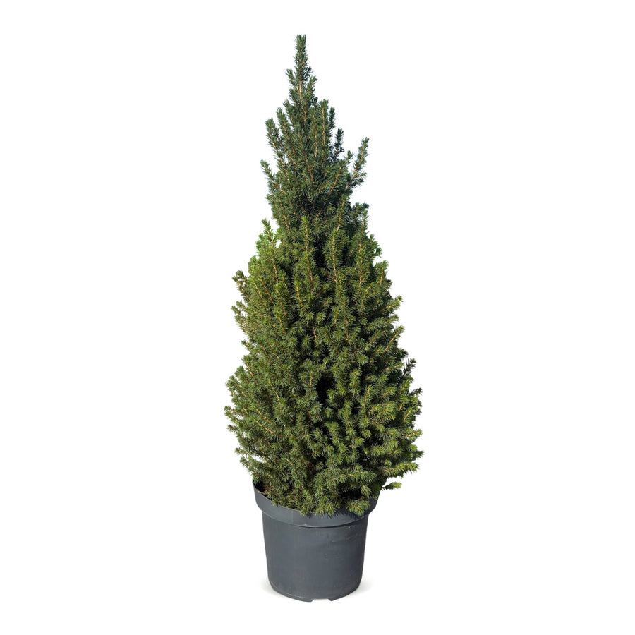 Kegelspar (Picea glauca 'Conica') 110 cm hoog, pot ø26 cm