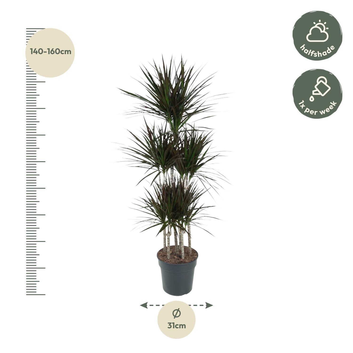 Drakenbloedboom Magenta Carrousel (Dracaena) 150 cm hoog, pot ø31 cm