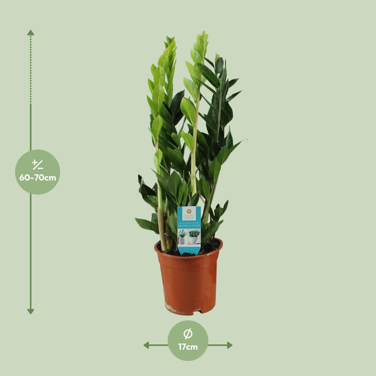 Zamioculcas zamiifolia 65 cm hoog, pot ø17 cm