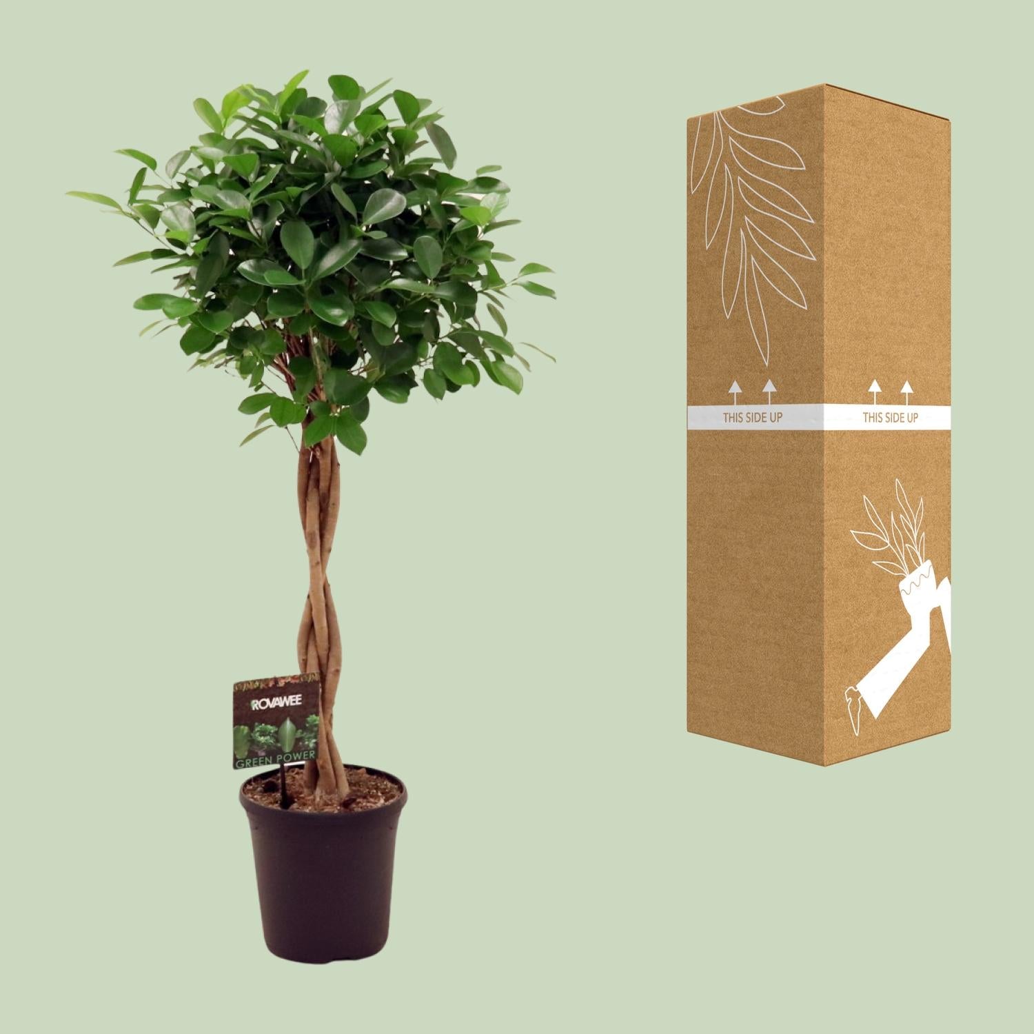 Treurvijg Moclame (Ficus microcarpa) 110 cm hoog, pot ø23 cm