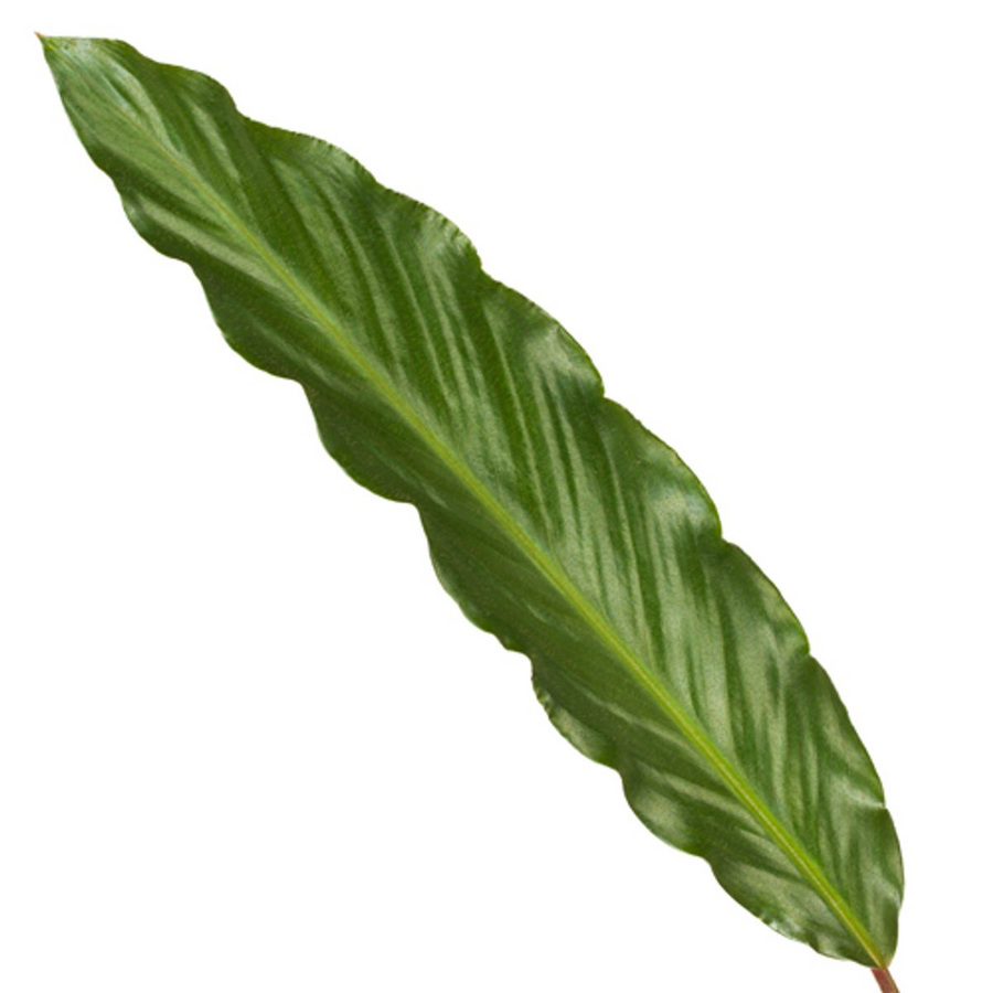 Pauwenplant (Calathea rufibarba 'Wavestar') 80 cm hoog, pot ø19 cm