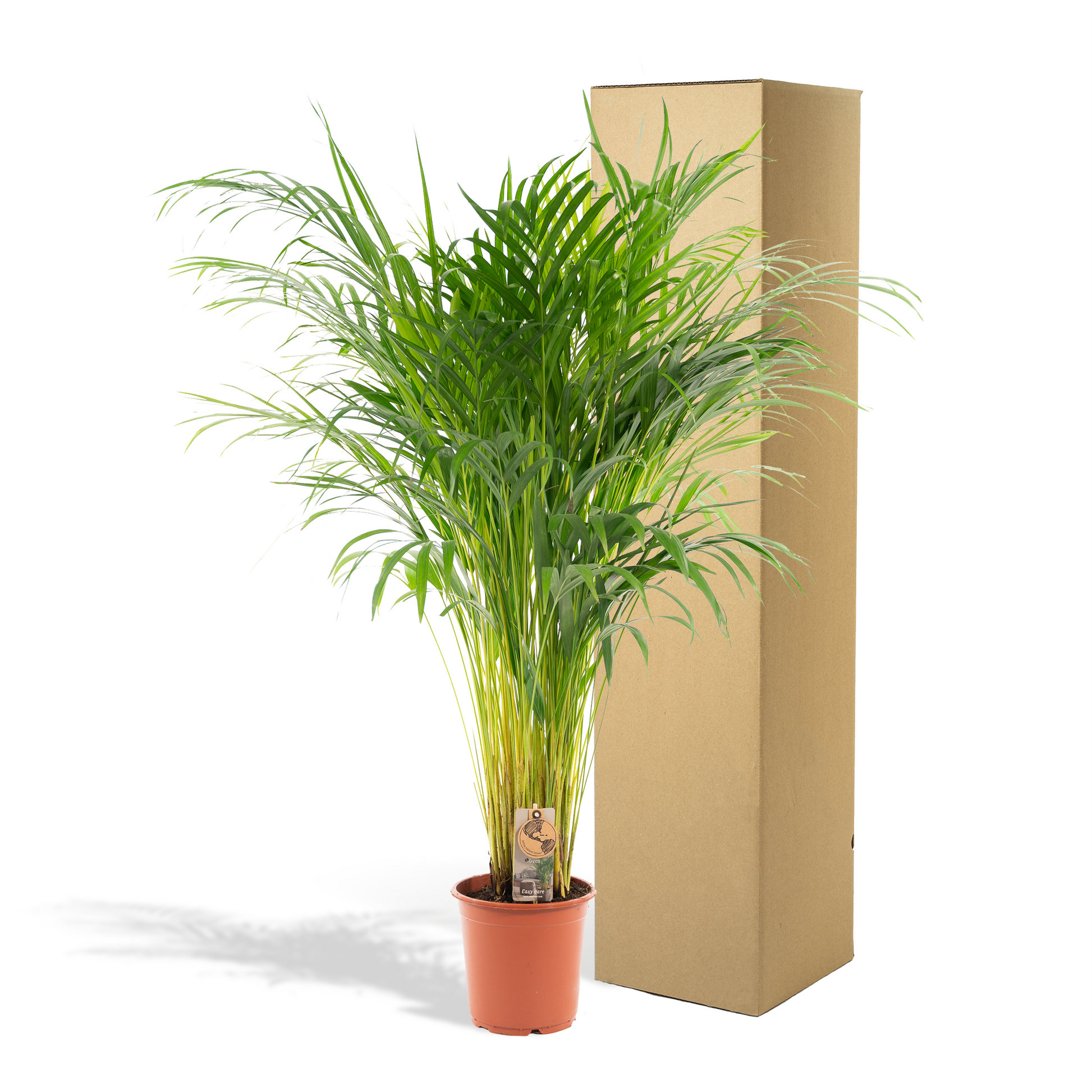 Areca palme