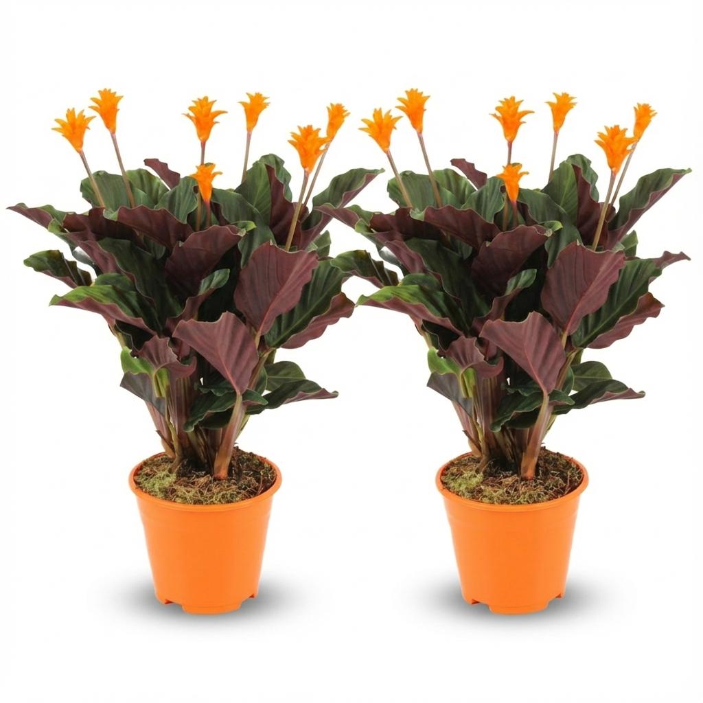 Calathea crocata (pauwplant) 45 cm hoog, pot ø14 cm, set van 2