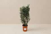 Nerium Oleander struik van 180cm met glanzende groene bladeren en kleurrijke bloemen