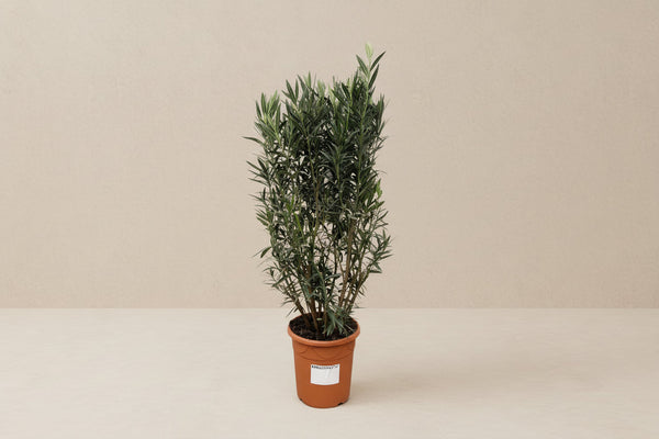 Nerium oleander (oleander) busk 180 cm høj, potte ø40 cm