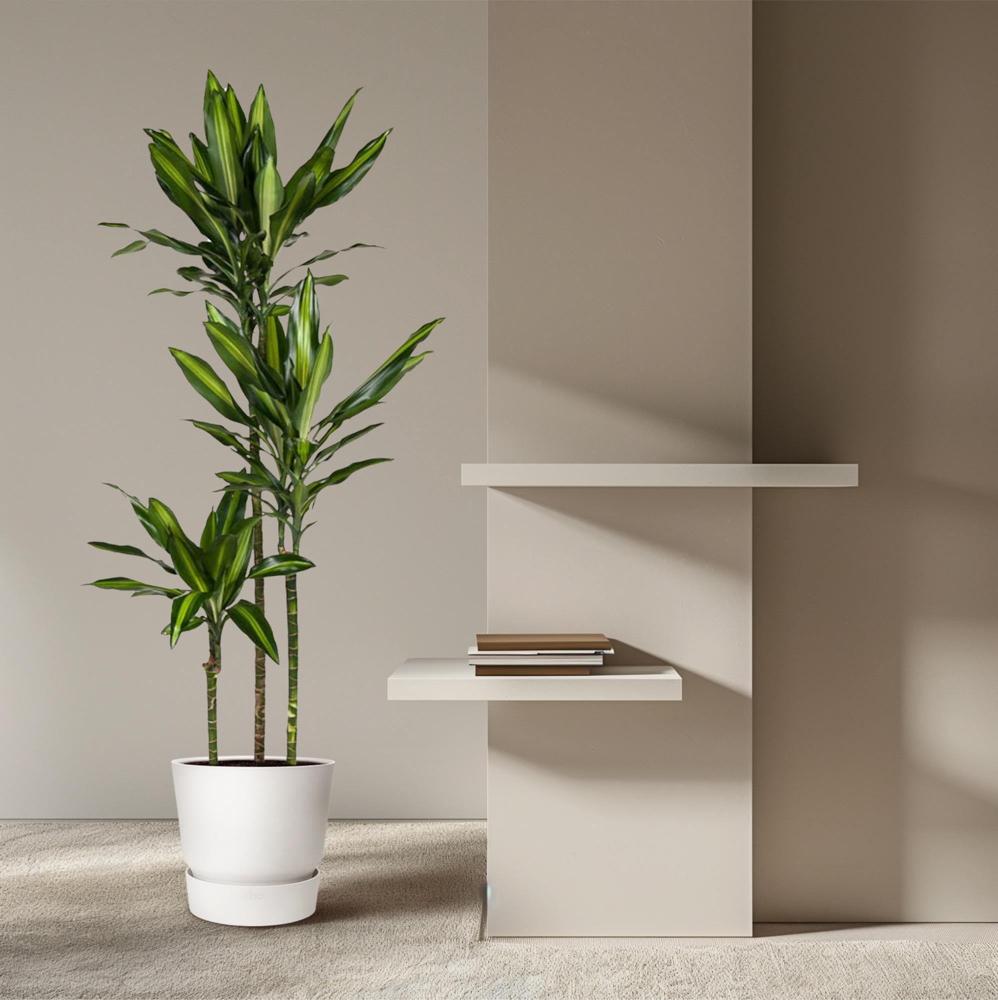 Dracaena Cintho 160cm - ø24