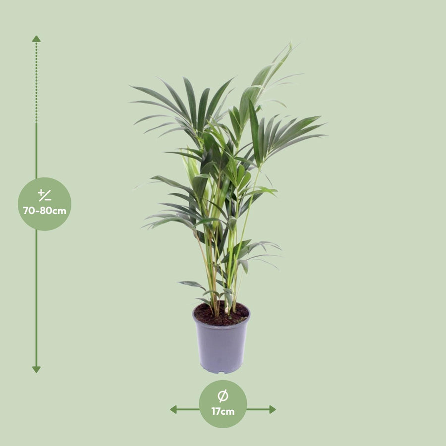 Kentiapalm (Howea forsteriana) 75 cm hoog, pot ø17 cm