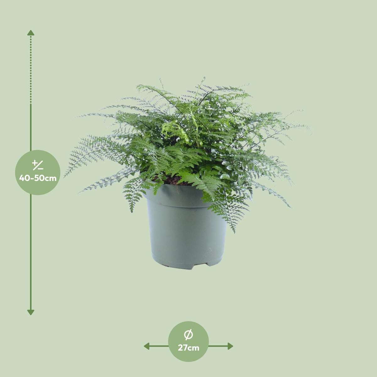 Vogelnestvaren (Asplenium 'Parvati')