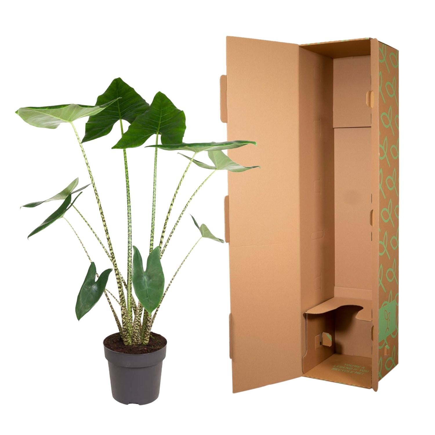 Alocasia Zebrina - 130 cm - ø32 - XXLplant