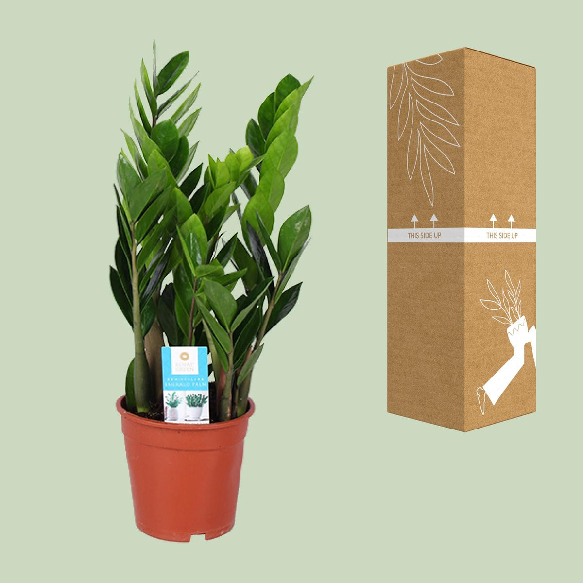 Zamioculcas 60 cm høj, potte ø17 cm