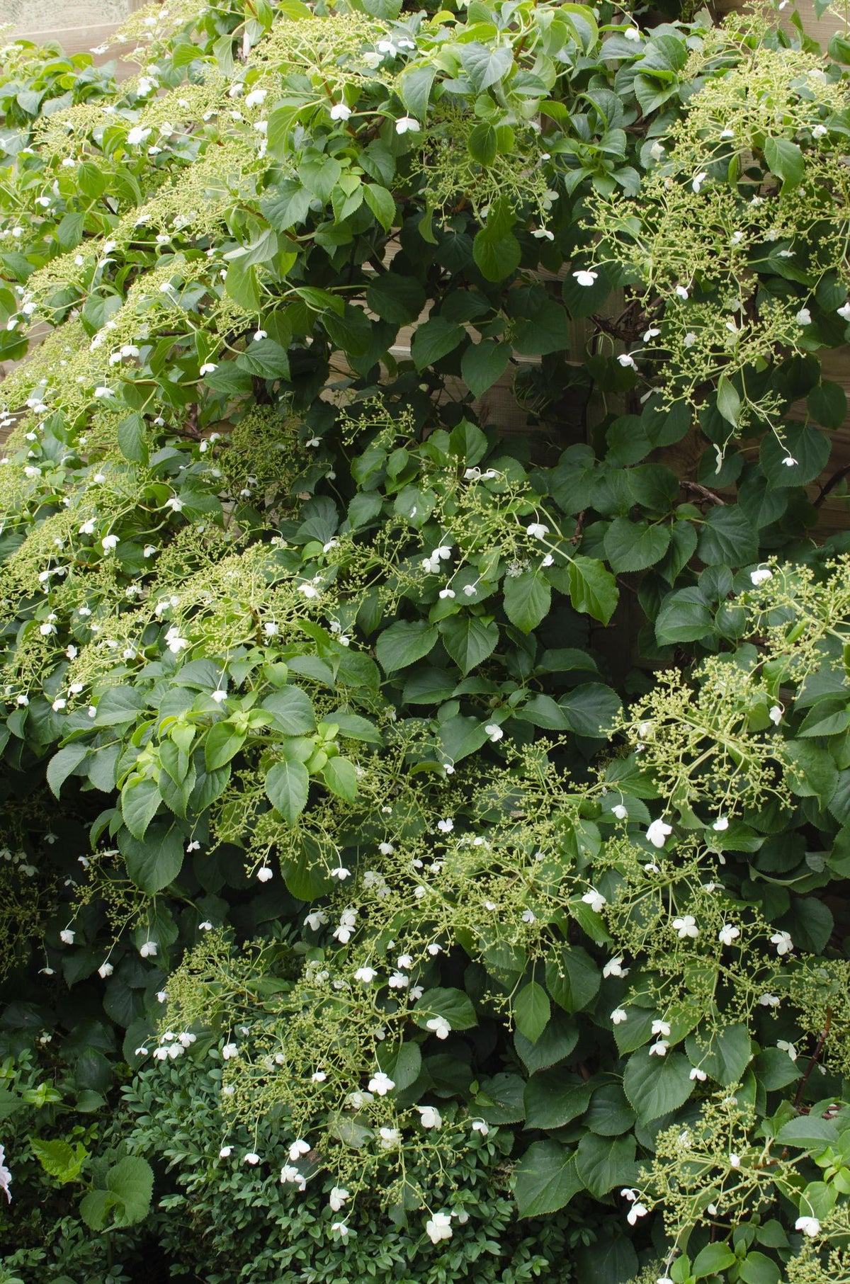 Hortensia grimpant , 4 plantes de 65 cm